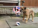 Charlie's Tricks - Border terrier