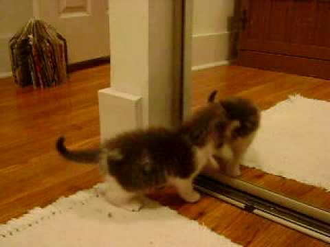 Видео 'Котенок и зеркало'
