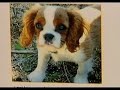 Puppy Stolen, Stuffed In Bag Puppy Stolen, Stuffed In Bag