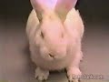 Cadbury Bunny Ad