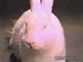 Cadbury Bunny Ad