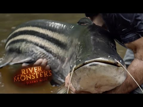 Finally Breaking The Tapah Curse | CATFISH | River Monsters