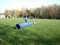videos de Scilla Agility 2008.10.12