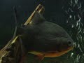 55 gal tank with oscars and pacu. This video is over a year old.The fish in the video are huge now.The oscars went back to the fish store because they got to big for the tank.I still have the pacu for now.He is over 13inches long.