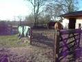 Crosskennan Lane Animal Sanctuary