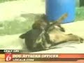 Dog Tazered Dog Tazered