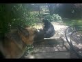 Click here to watch this video Dogs singing Happy Mothers Day