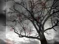 videos de emo/ gothic stuff