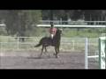 Flagstaff Schooling Show, Kim and Gracie