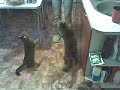 Вечно голодные коты