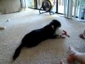 Cutie Video 04