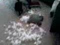Dog gone wild on pillow