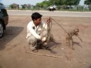 Animal at work Animal at work