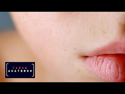Кожа | Тайны анатомии