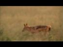 assignment-earth-vanishing-cheetahs-28-apr-07-part-2.html