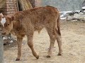 little lovely cow