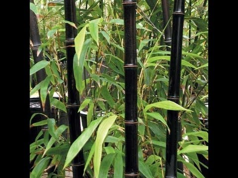 how to plant black bamboo
