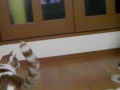 ふぅクン、おもちゃで遊ぶ。シリーズ #010「お兄ちゃん」