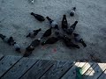 feeding birds to scary music...
