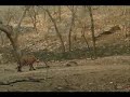 Young Tiger vs Bear Young Tiger vs Bear