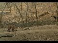 Young Tiger vs Bear