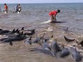 Dolphins Intercon beach Oman