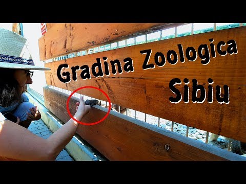 Click aici pentru vizualizare O maimuta de la Gradina Zoologica din Sibiu era sa-mi fure paravantul de la microfon O maimuta de la Gradina Zoologica din Sibiu era sa-mi fure paravantul de la microfon