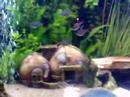 jack dempsey bolivia babyes ciklids eal rainbow fish donmink
