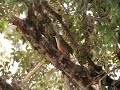 Sabi�-laranjeira (Turdus rufiventris) cantando