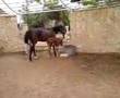 albaidar farm arabic horses