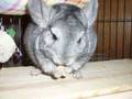 Wunderchins: Rest In Peace, Bella