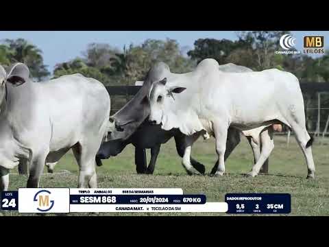 2� DE OLHO NA FAZENDA NELORE SESMARIAS