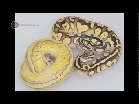 YouTube reptile video