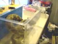 Snake in a Tank