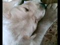 che splendore il mio labrador :-) che splendore il mio labrador :-)