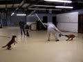 Starting Puppies