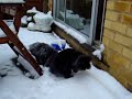 Rabbit sees snow for the first time Rabbit sees snow for the first time