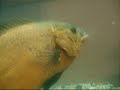 oscar fish \"say hello\" oscar fish \"say hello\"