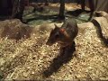 Lesser Mouse Deer-1  The fairy of a forest