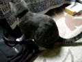 猫VS犬　猫パンチ炸裂