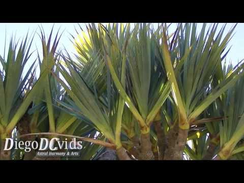 how to transplant pandanus