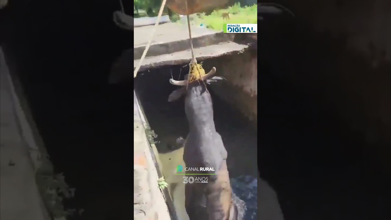 Búfalo cai em vala e é retirado com ajuda de escavadeira na Índia