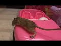 Desperate HousePets - Herbie the Gerbil