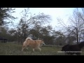 Mr. Pupperoo - April 4, 2001