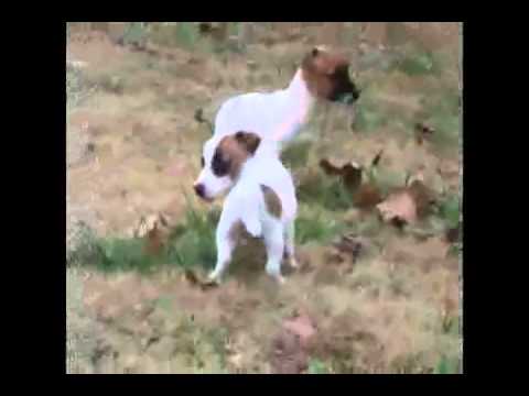 Quail Ridge Kennels Chili - Pepper - Penny