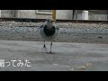 人なつっこい野鳥_セキレイ セキレイ