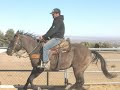 FOR SALE::HEZ JUST DUN LUCKY - 3 YR GRULLA