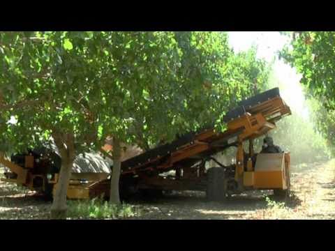how to harvest pistachios