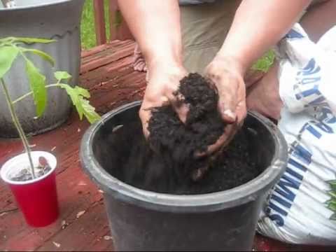 how to transplant tomato seedlings into pots