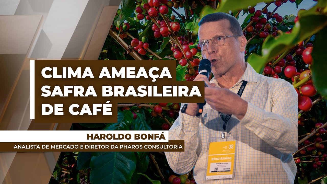 Clima adverso pode antecipar colheita da safra 25 do café conilon no Brasil